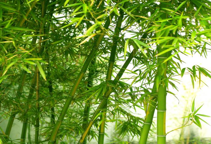 Pemanfaatan Bambu Bisa Jadi Solusi Perubahan Iklim